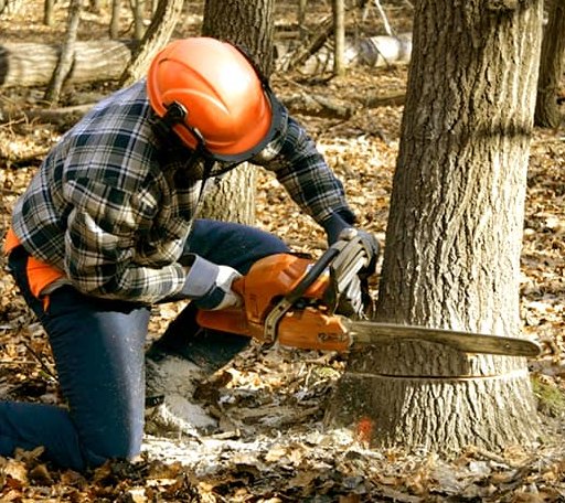 Tree Removal in Willowbrook, IL